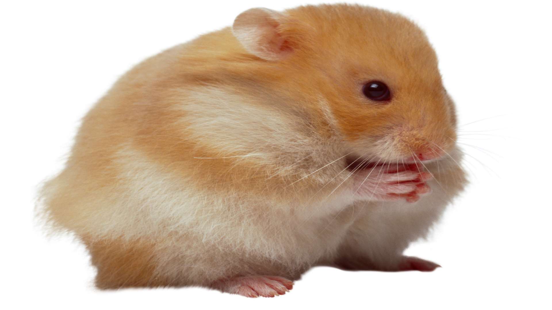 Fox admitted killing a hamster. Stock image