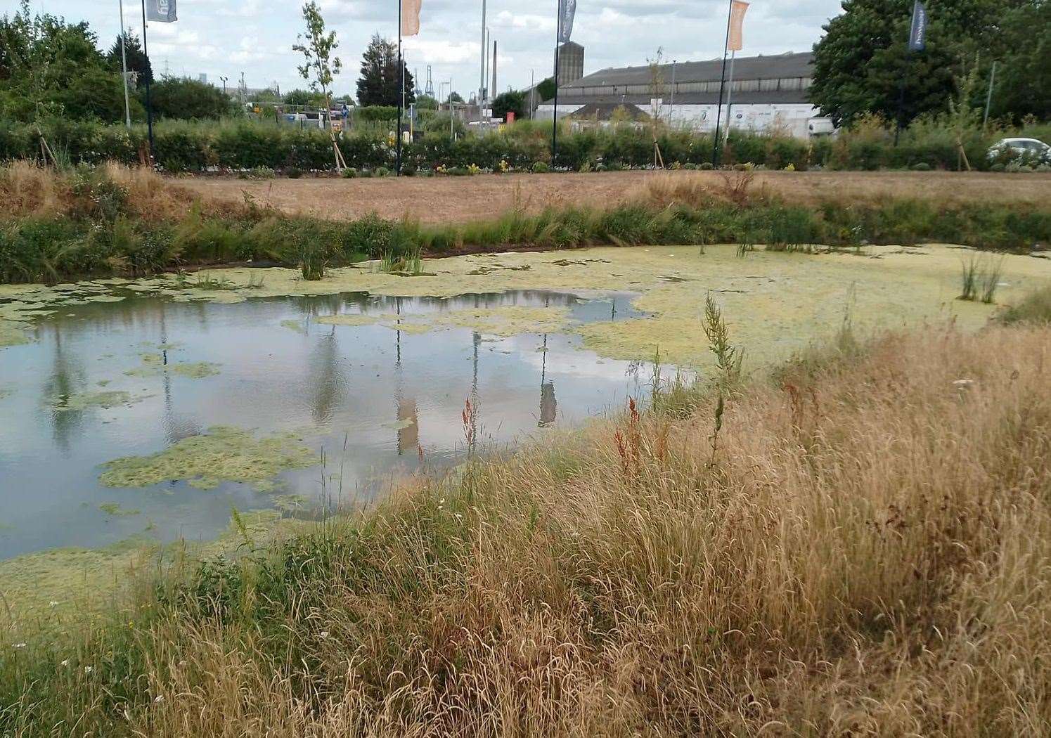 The lake is covered in what appears to be algae