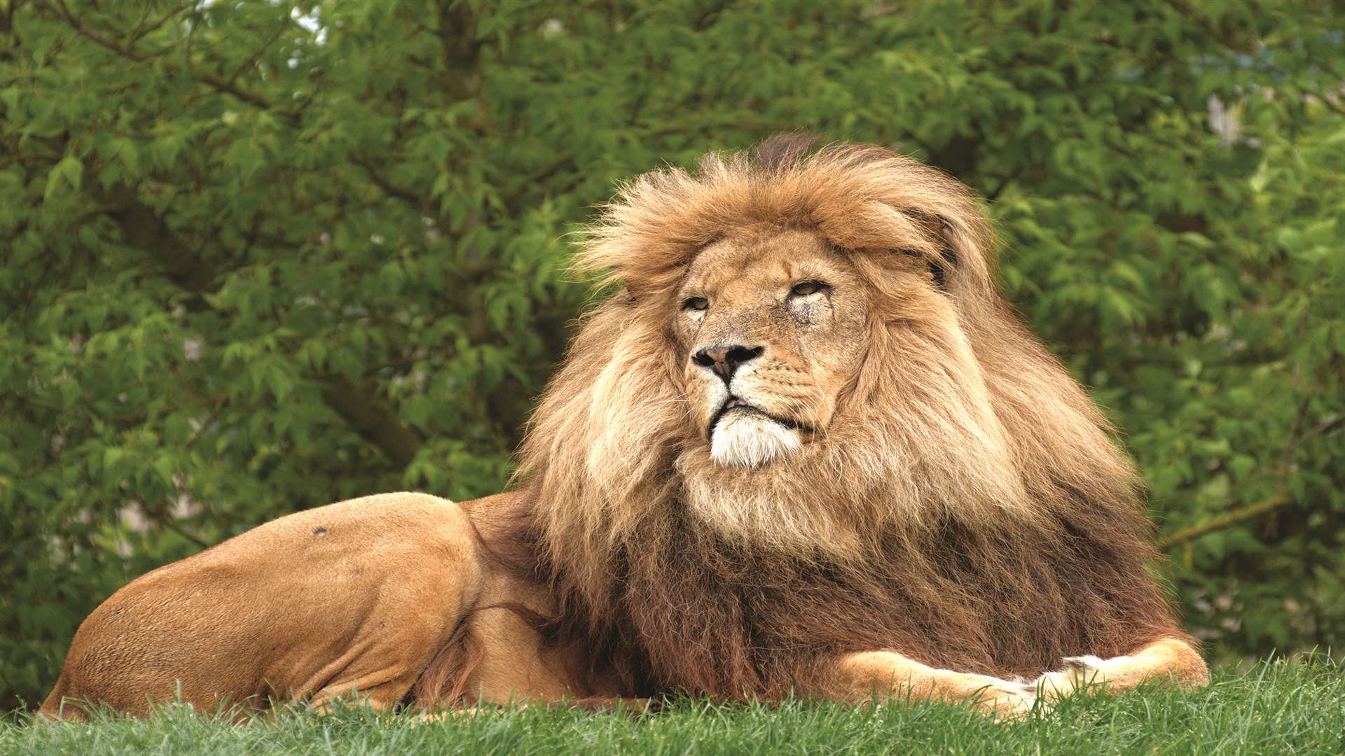 Manzi the lion lives at the sanctuary in Smarden