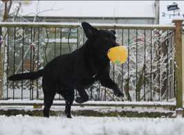 A dog enjoying the cold snap. Picture: Belle Jeffery