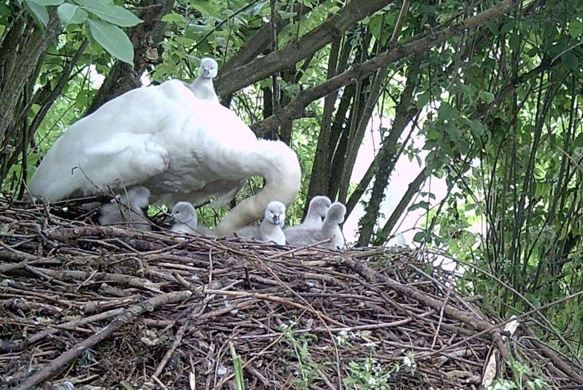 A momma pen has had seven cygnets born at Capstone Country Park. Picture: Capstone Country Park