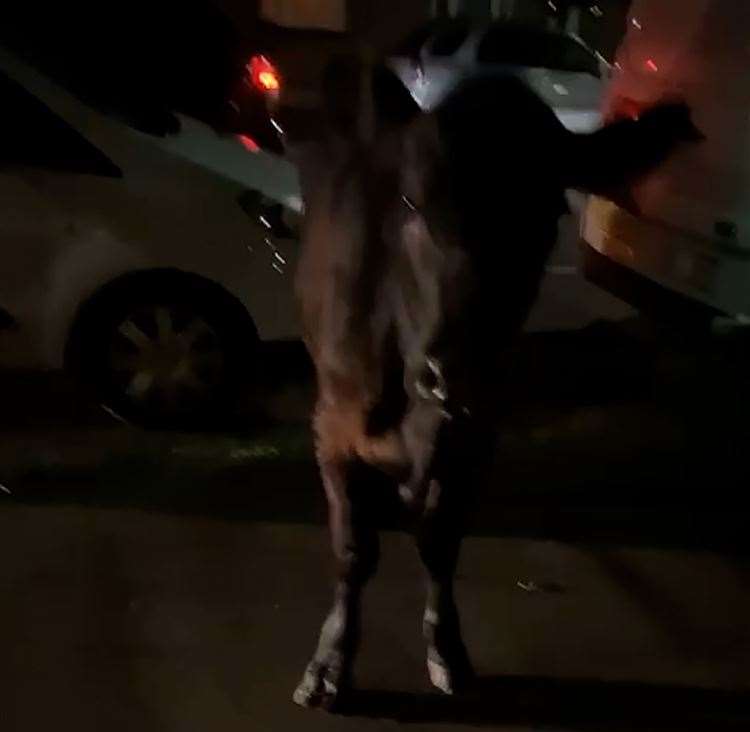 Surrey Police received reports of a cow on the loose in Staines-upon-Thames on Friday evening. Picture: Kai Bennetts/PA