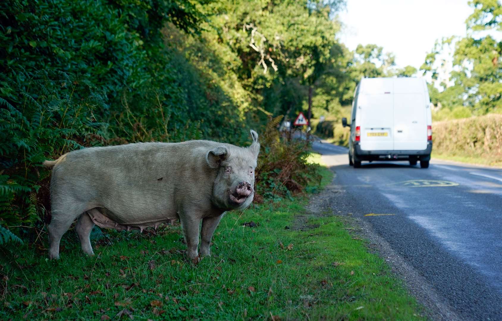 Experts say it is safe for pigs to ingest as many acorns as they like (Andrew Matthews/PA)