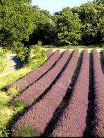 Lavender fields in the Drome