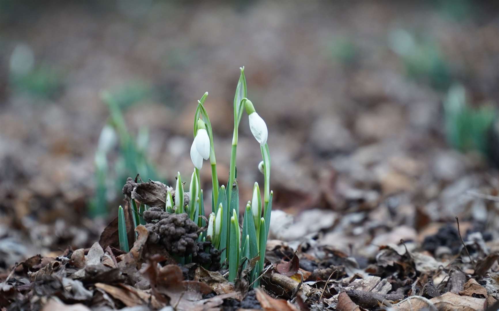 The National Garden Scheme has properties opening right across the county this month Picture: National Garden Scheme