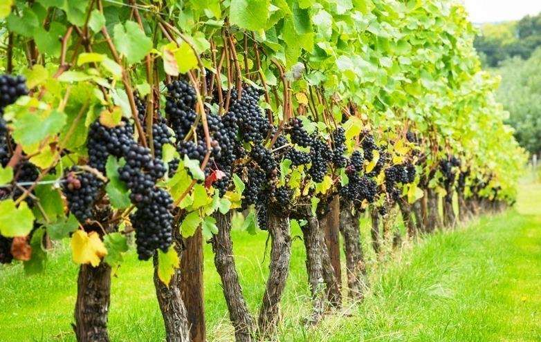 The 400-acre vineyard Hush Heath is at Staplehurst