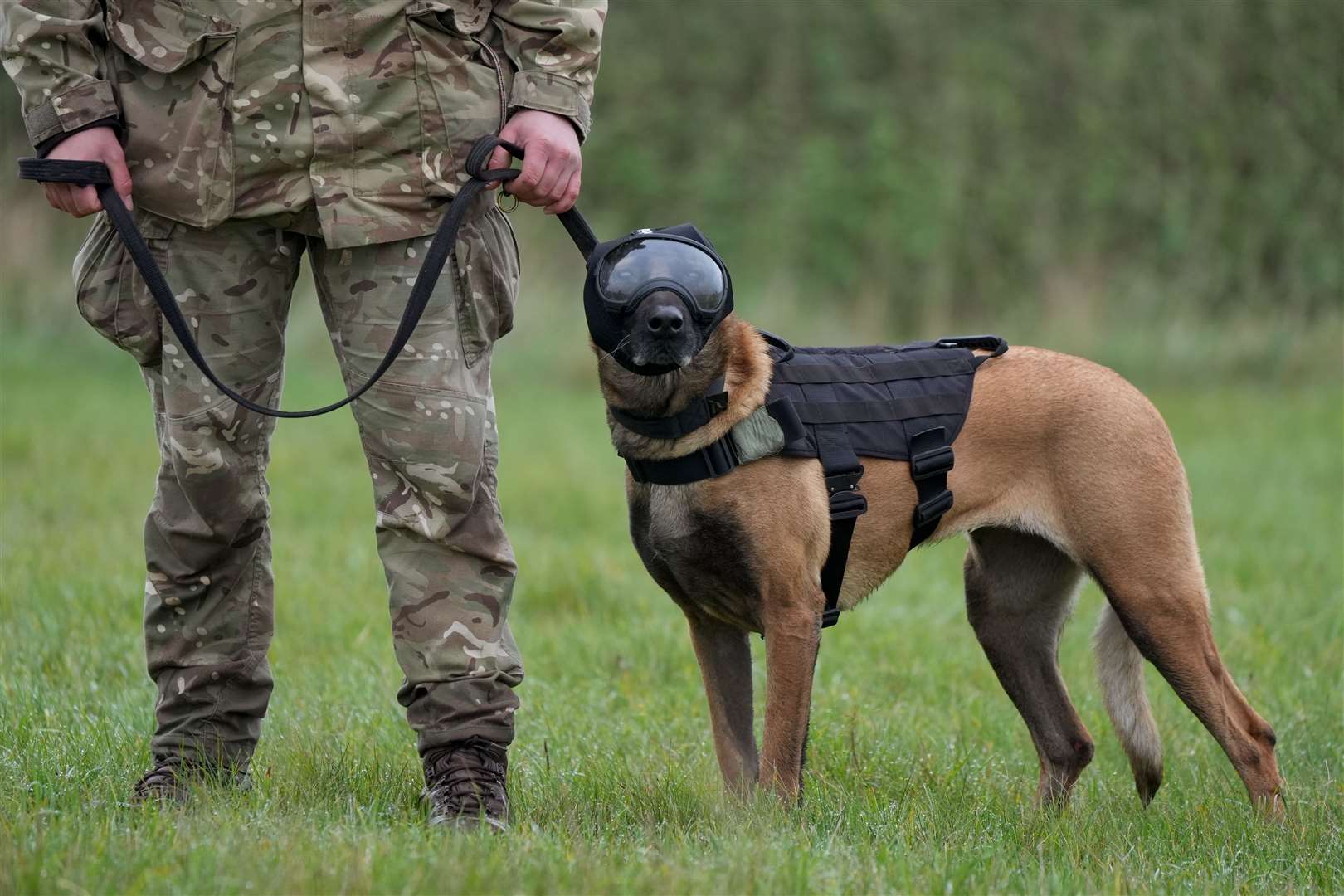 Working dog Una, wearing safety goggles, ear defenders and vest during continuation training (Joe Giddens/PA)