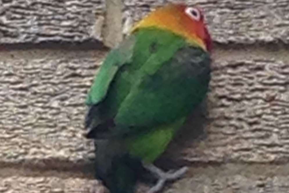 Fischer's lovebird flew through university window