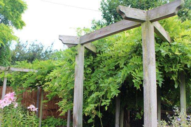 My wisteria is taking over - it's time to get out the secateurs