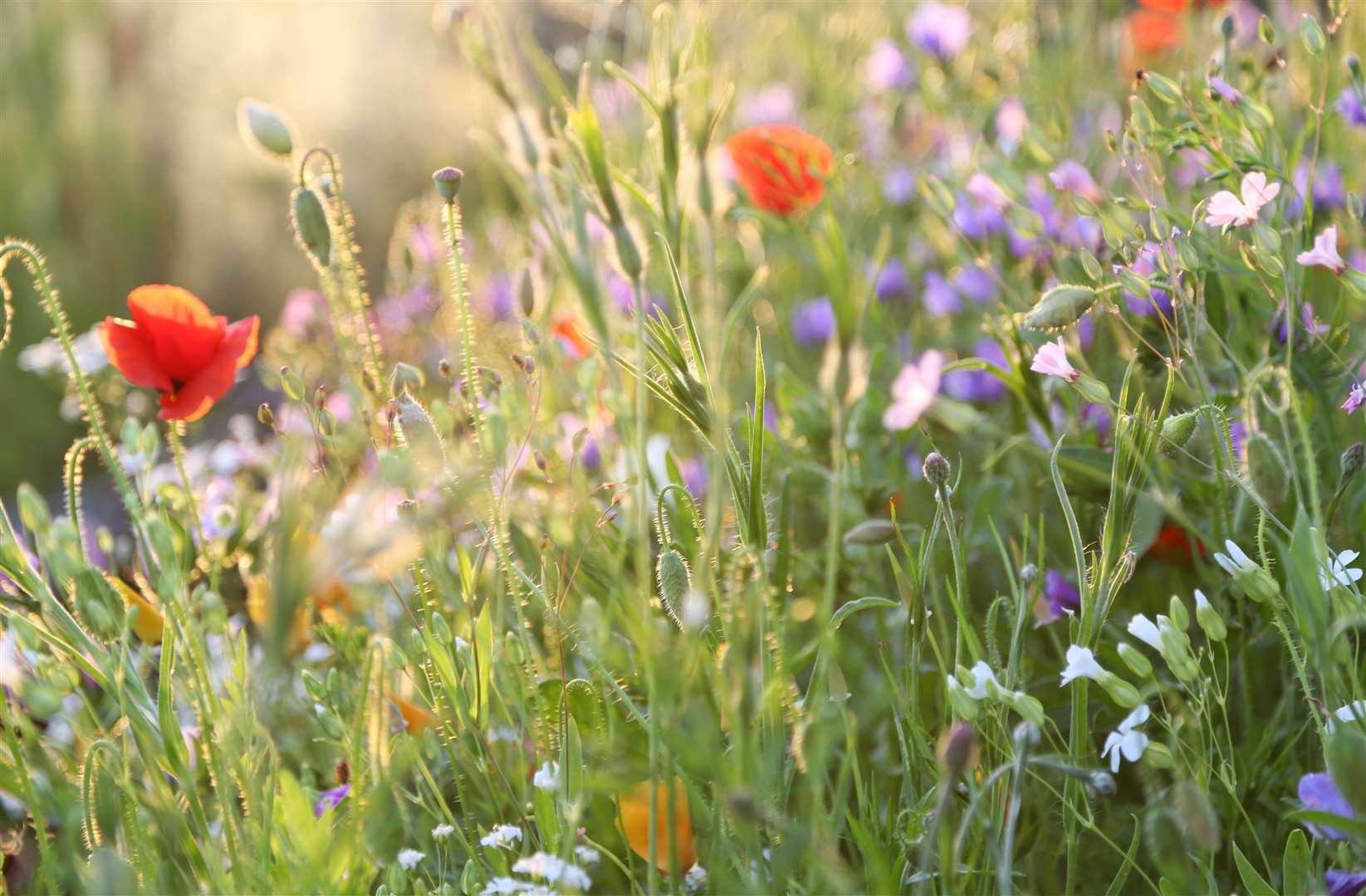 Minute flower bugs live among wildflowers and in parks and gardens. Image: iStock.
