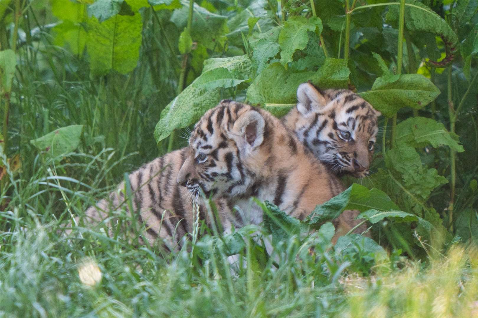 Born to mother Mishka, the cubs are a legacy to their father Kuzma, who was the zoo’s resident male Amur tiger and died in March aged 14, just weeks before the cubs’ arrival (Joe Giddens/PA)