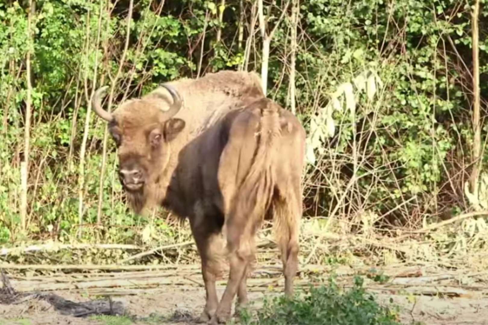 Bison released in Kent woodland this morning