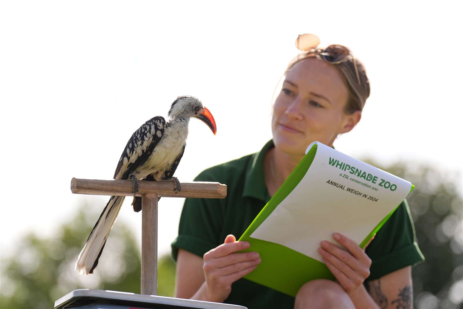 While some of the residents, such as red-billed hornbill Mali, had to be coaxed onto the scales by keepers … (Joe Giddens/PA)