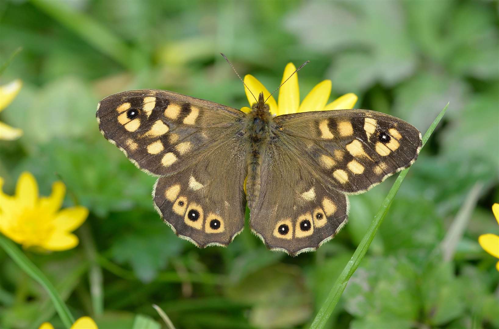 Speckled wood butterflies saw particularly low numbers this spring (Bob Eade/Butterfly Conservation/PA)