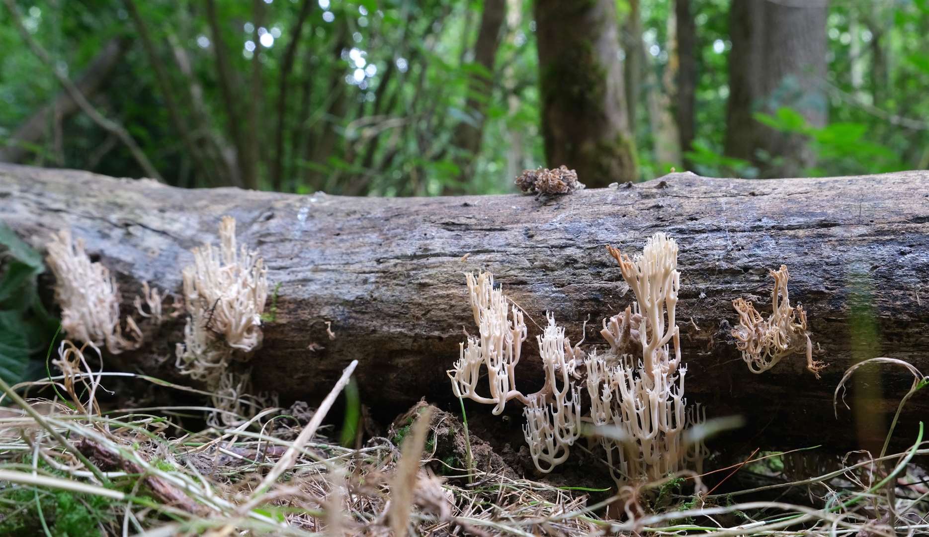 Eight corals of candelabra coral fungus have been found on this log found in ancient woodland near the proposed Winterbourne Fields between Canterbury and Faversham