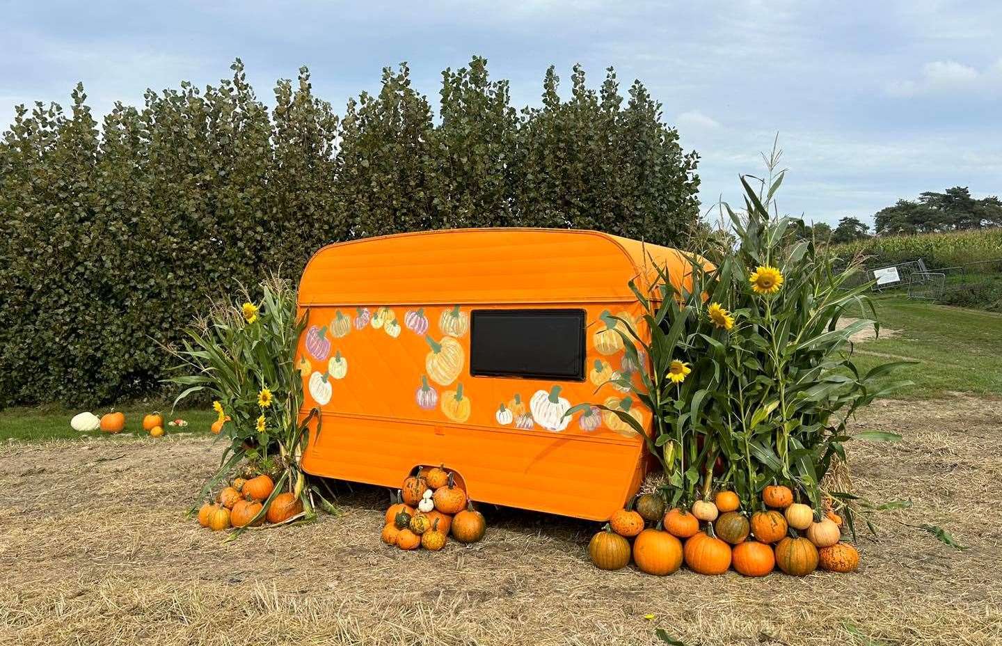 Pumpkin picking returns every autumn to Lower Ladysden Farm. Picture: Facebook / Lower Ladysden Farm