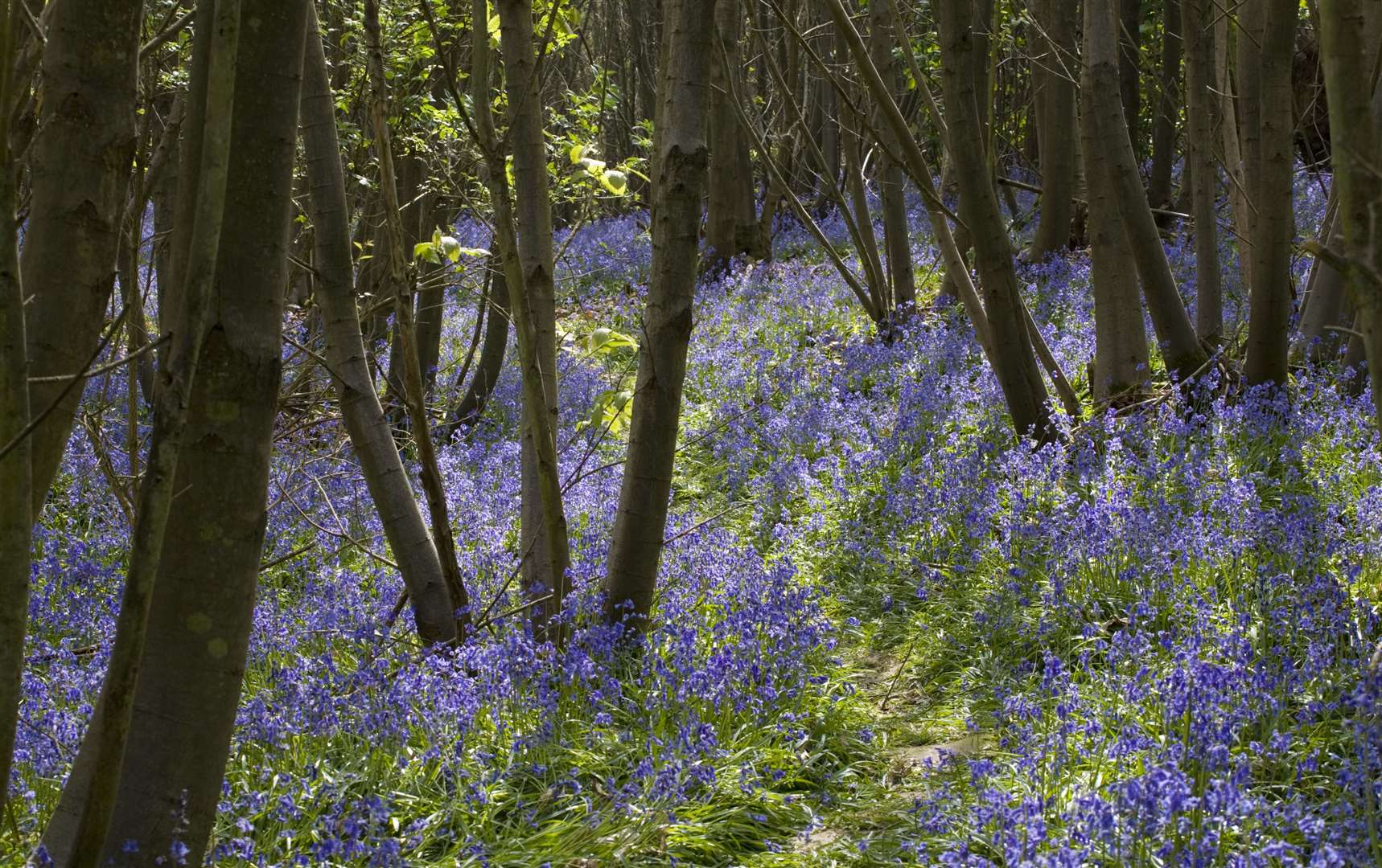 Bluebells at Sissinghurst Castle Garden Picture: National Trust