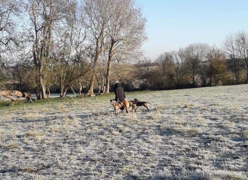 A volunteer was attacked by three dogs in Sittingbourne. Photo: Kent Wildlife Trust