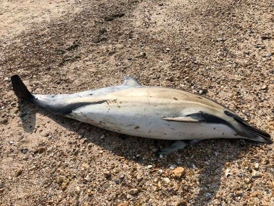 The creature is thought to be a common dolphin. Pic: David Holt