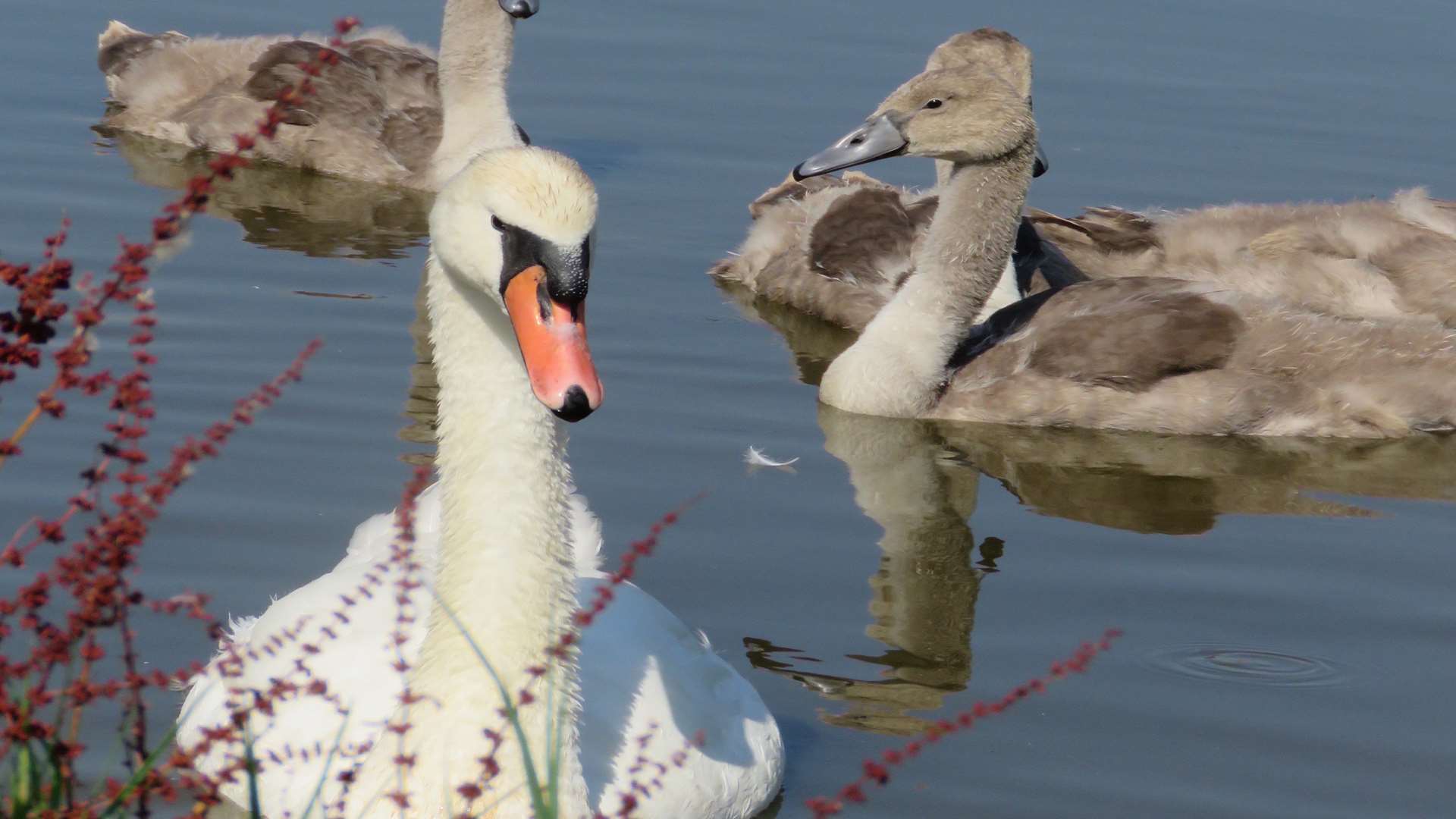 Normally they're seen near Stanley Avenue and Neats Court