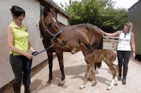 Groom Sally Farrell and head Girl Jasmine Wall with Megan and her newly born foal Hope at Willow farm Horse rescue, Ospringe.