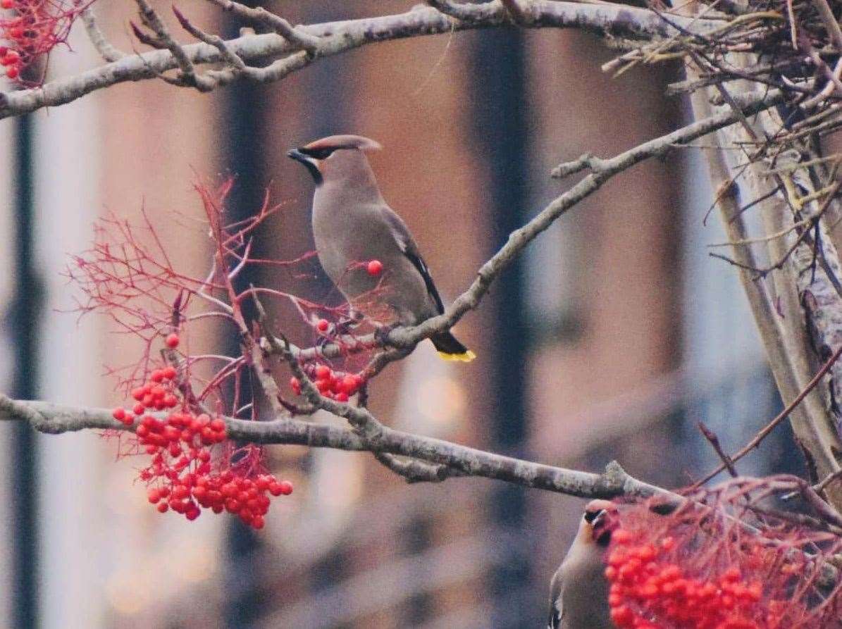 They love those berries! Photo Christine Power