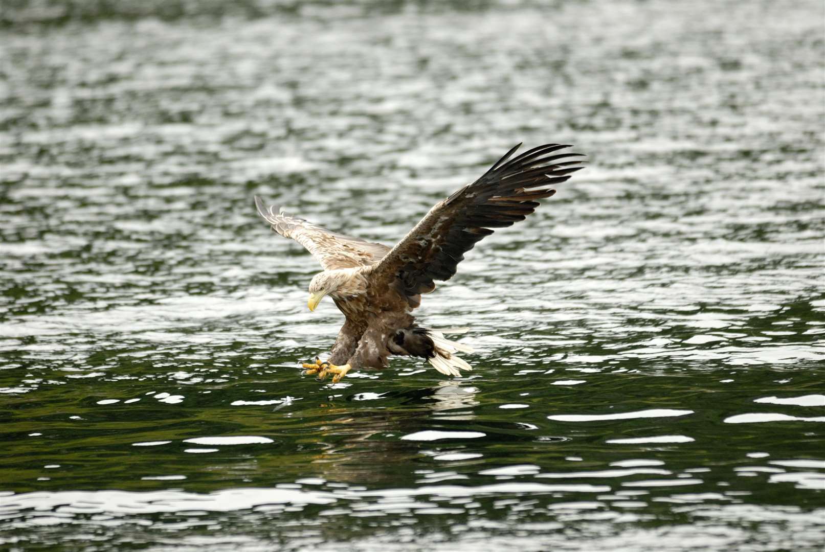 A white-tailed eagle flies over the water (Lorne Gill/NatureScot/PA)