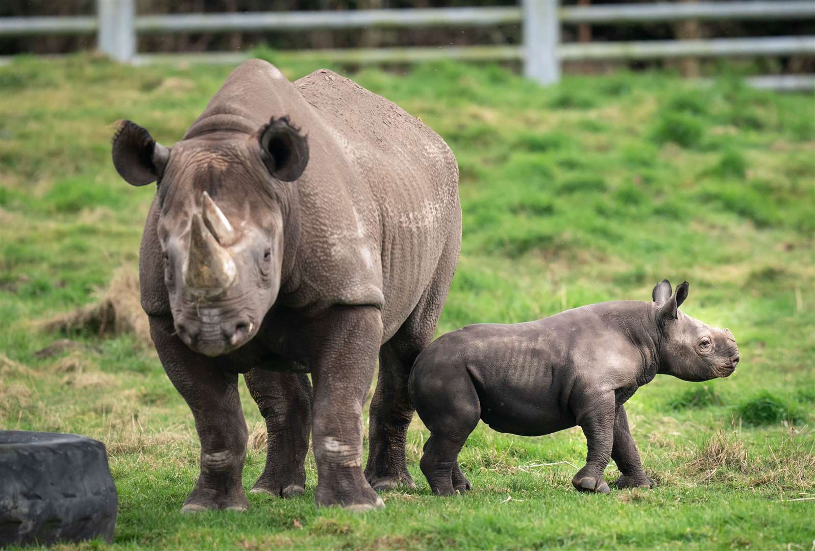 The three-week-old black rhino calf born at the Yorkshire Wildlife Park already weighs 11st 7lbs (Danny Lawson/PA)