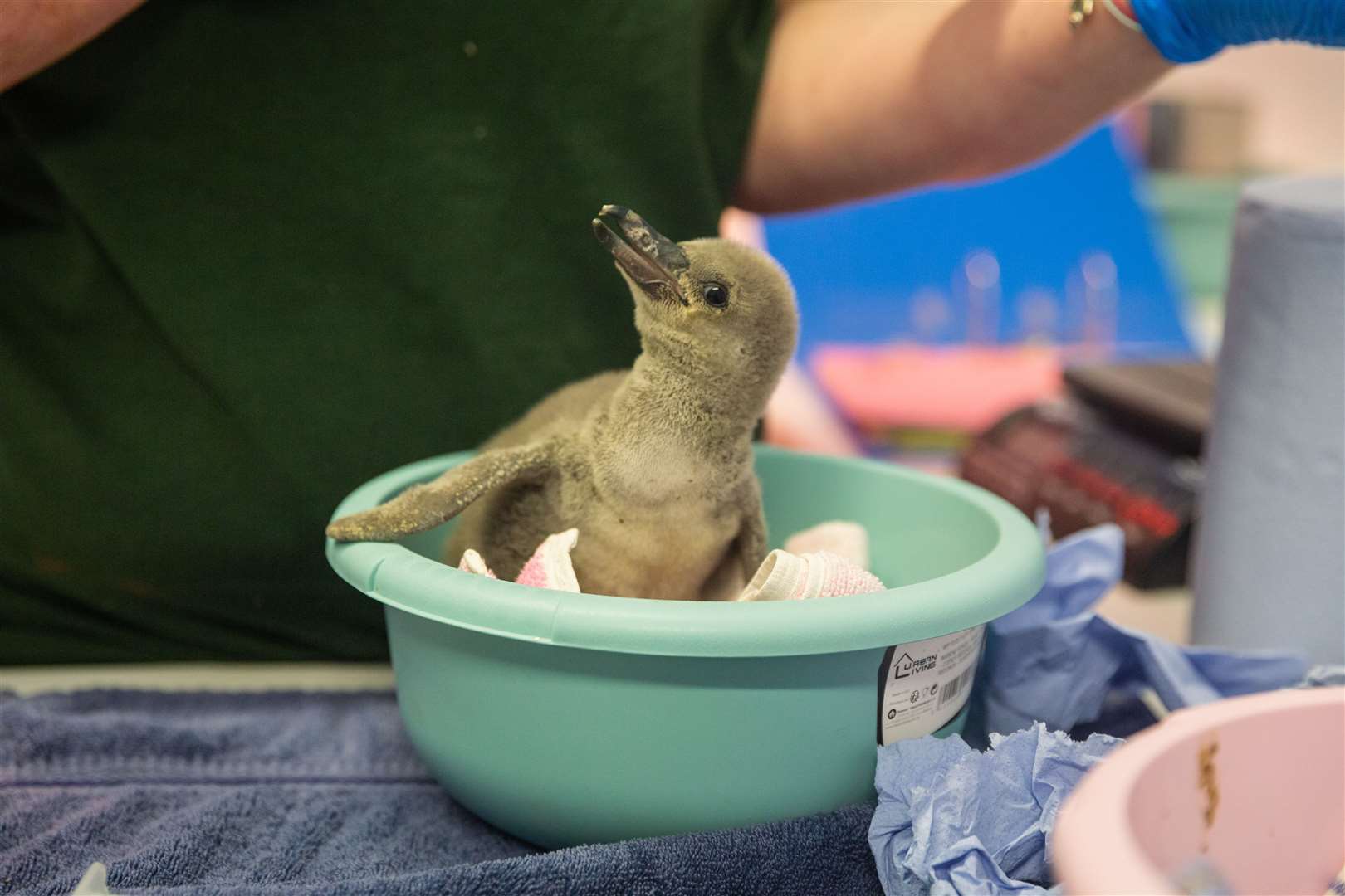 The chicks have spent the last four weeks indoors under the warming glow of a heat lamp (ZSL/PA)