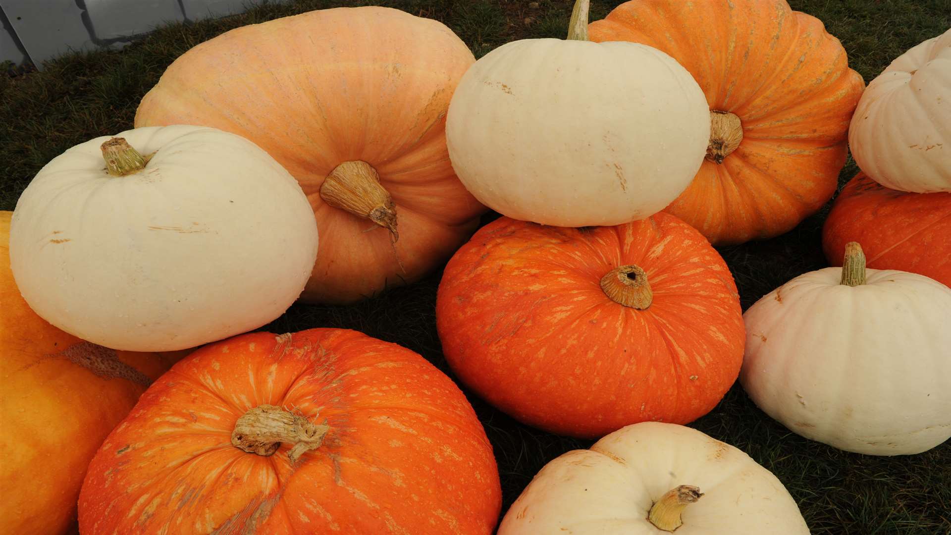 Pumpkins galore