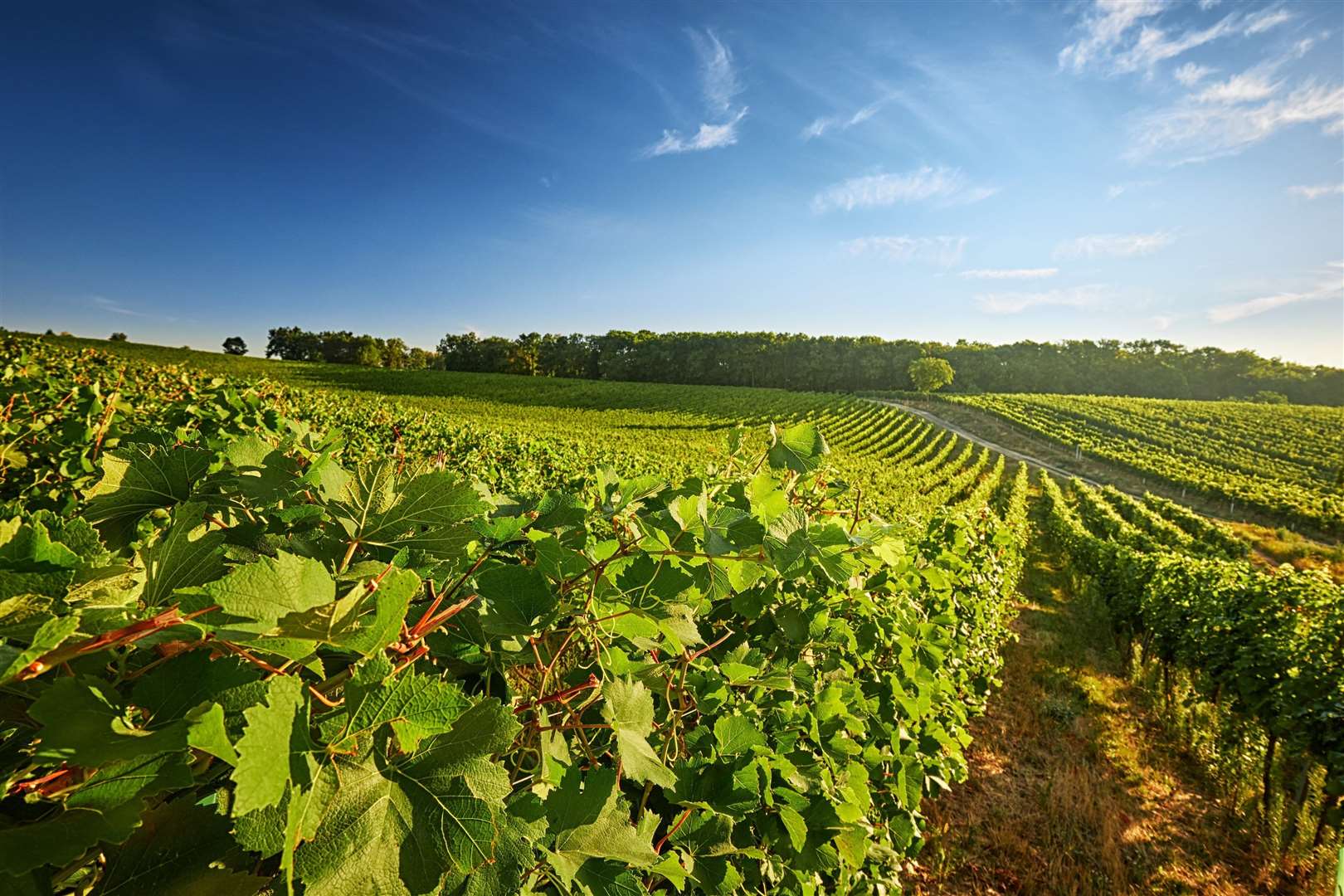 What the land might look like planted with vines