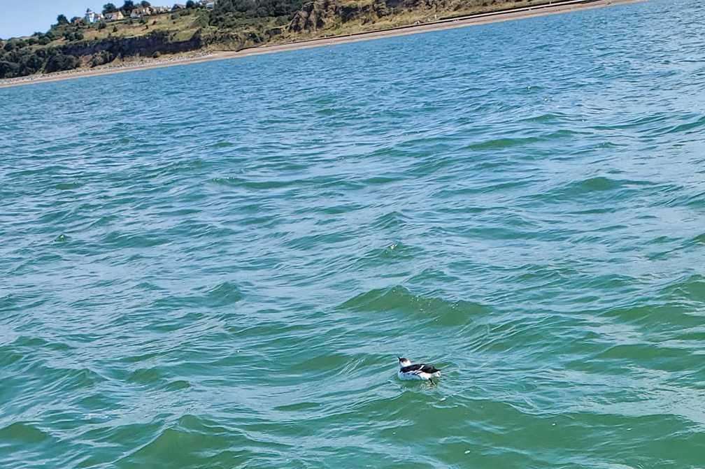 The fisherman also noticed an unwell seagull in the water