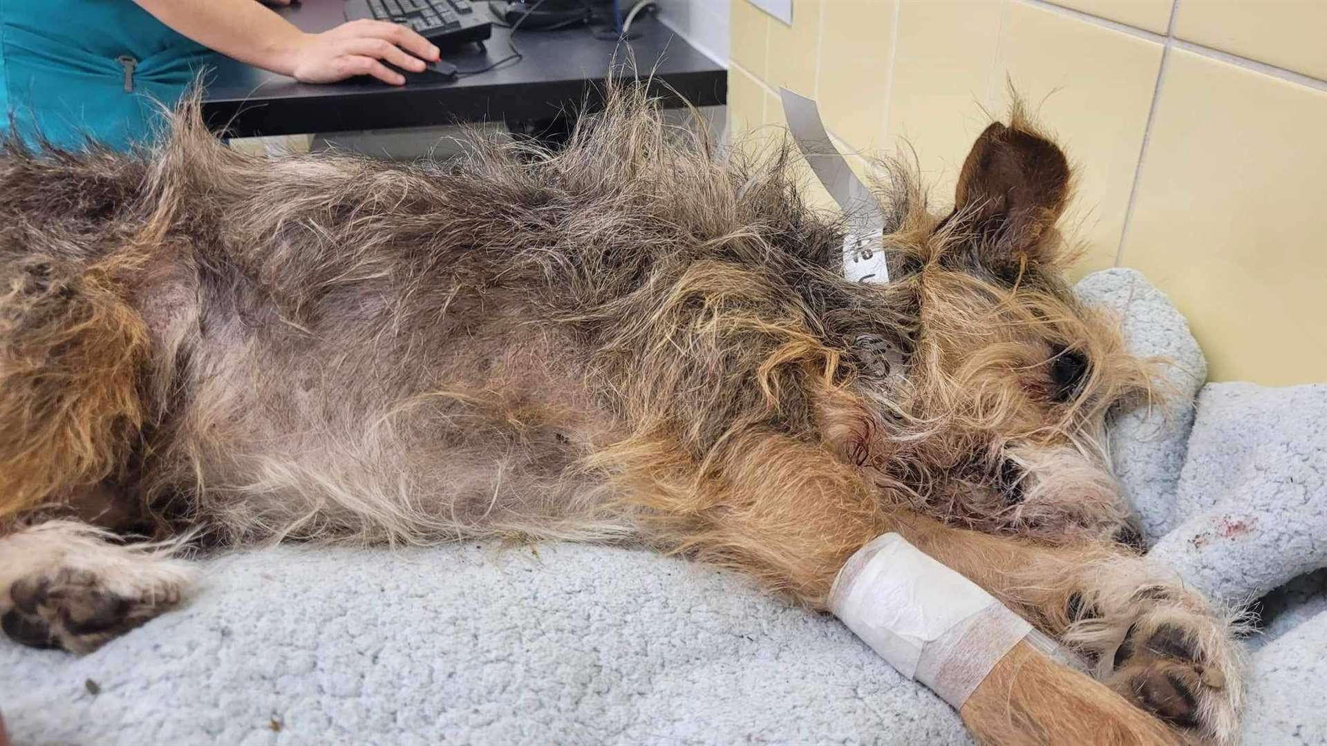 Wilfie at the vet after the attack. Picture: Jam Press