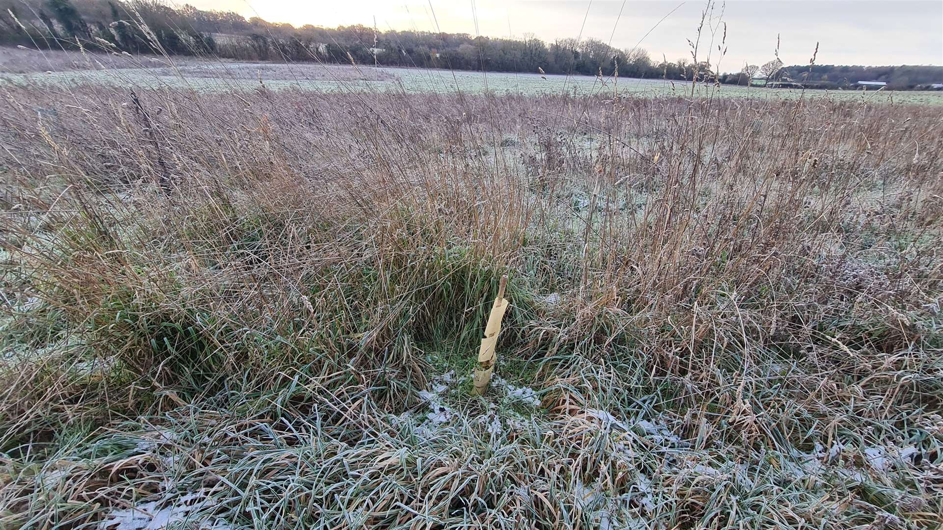 100,000 trees have been planted at Adisham