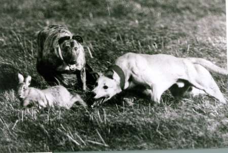 Hare Coursing. Picture: Mike Huskisson