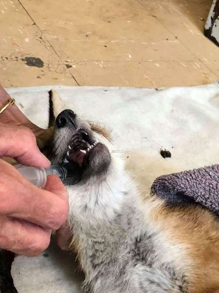 One of the fox cubs which died after being found poisoned at Milton Creek Country Park, Sittingbourne. Picture: Kent Wildlife Rescue Service