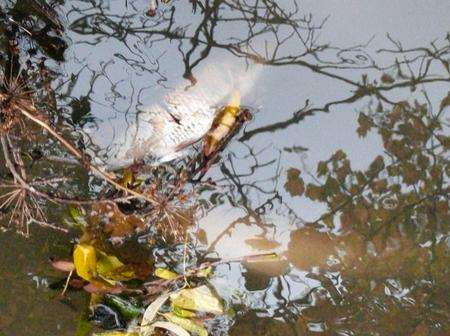 Dead fish downstream from the Southern Water sewage treatment works in Cranbrook