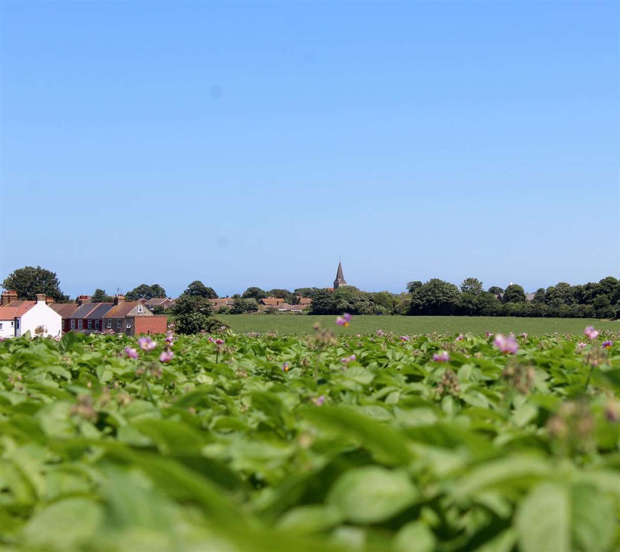 Fields at the back of Garlinge and Westgate