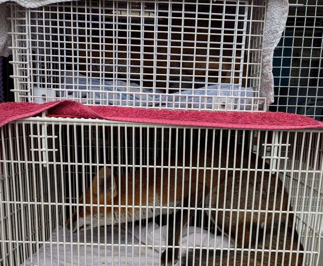 The foxes found in Ramsgate were caught and released in a nearby park. Picture: RSPCA