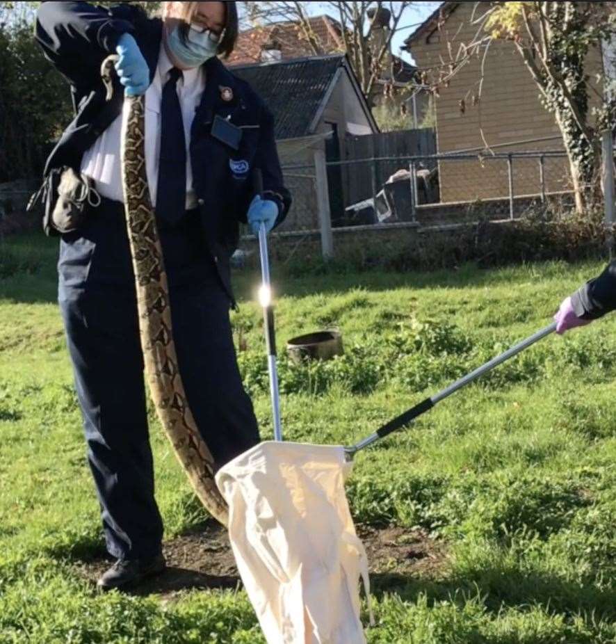 The six-foot long boa constrictor was taken to South Essex Wildlife Hospital (RSPCA/PA)