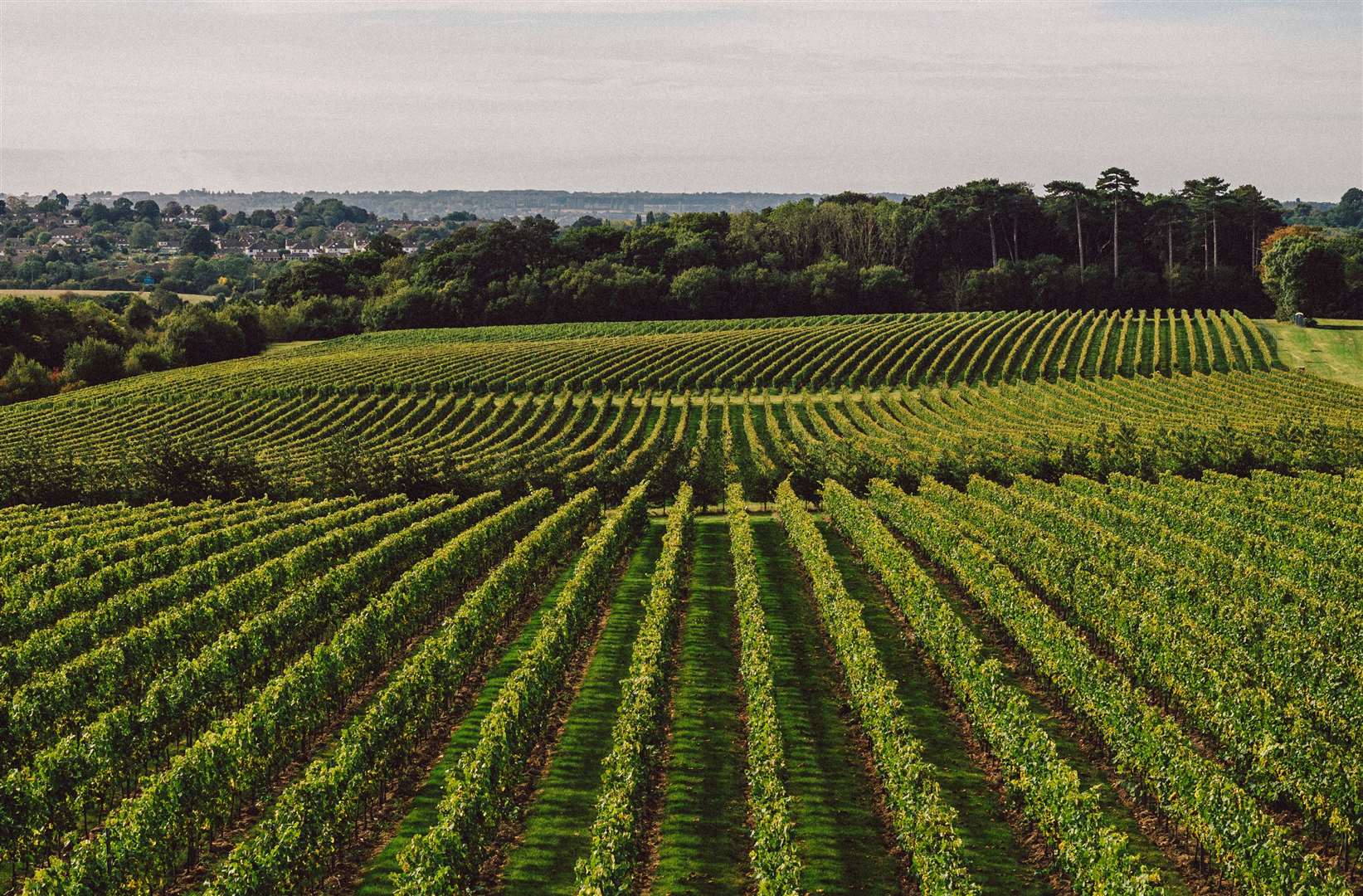 Chapel Down has established itself as the English sparkling wine market leader