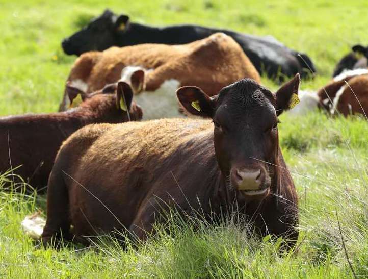 Defra said there are 95 bluetongue cases in the UK