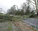 WORSE TO COME? Strong winds brought this tree crashing on to the main road at Meopham Green, near Gravesend, earlier this month. Picture: JAMIE GRAY