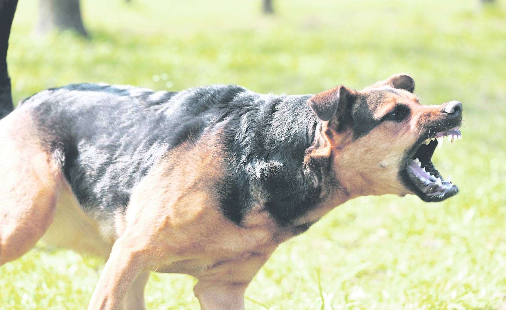 Three dogs were reportedly present in the attacks. Stock Image