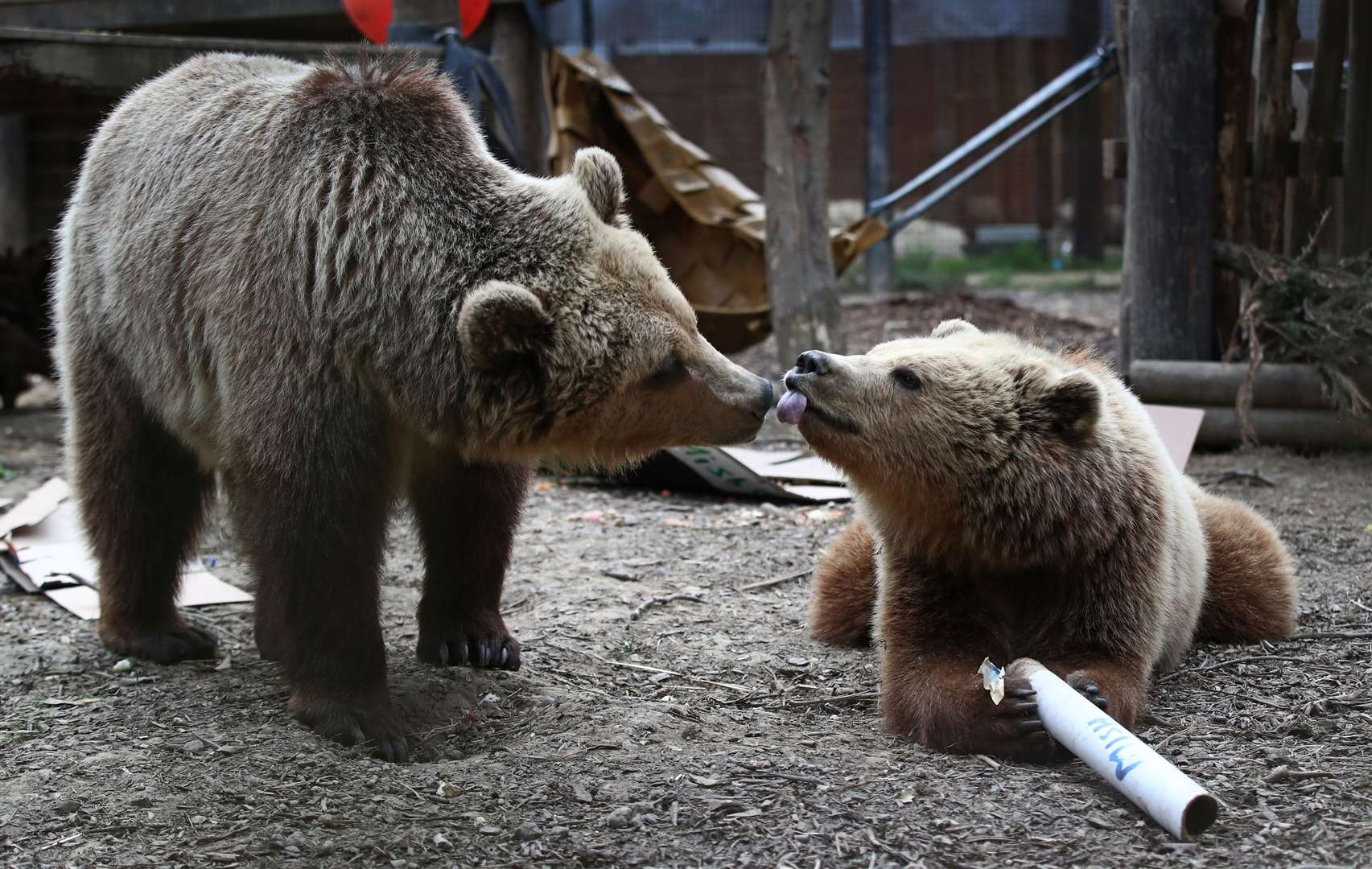 Mish and Lucy will move from the Wildwood Trust in Kent to the trust’s sister site, Escot (Gareth Fuller/PA)