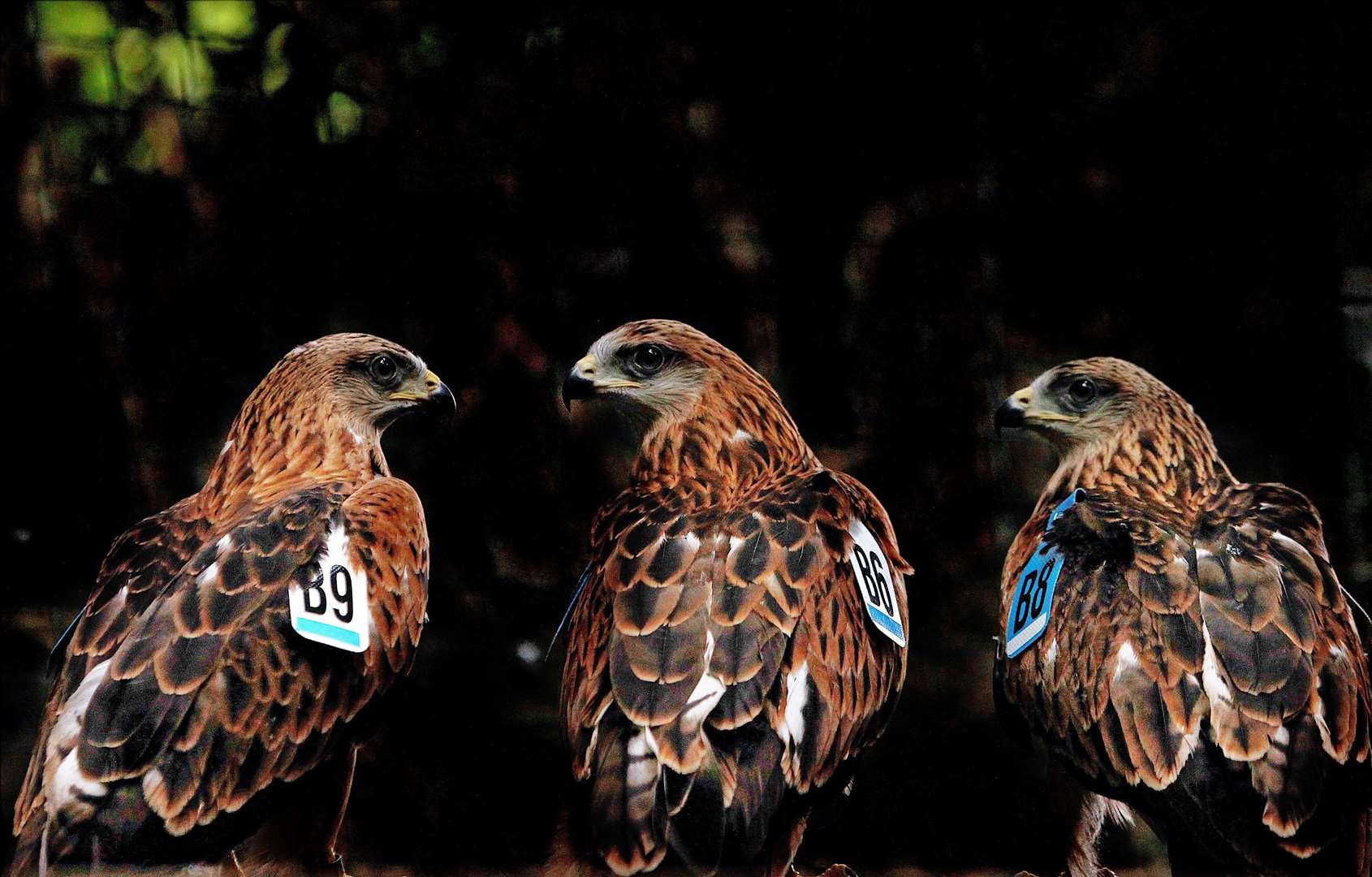 Red kites (Julien Behal/PA)