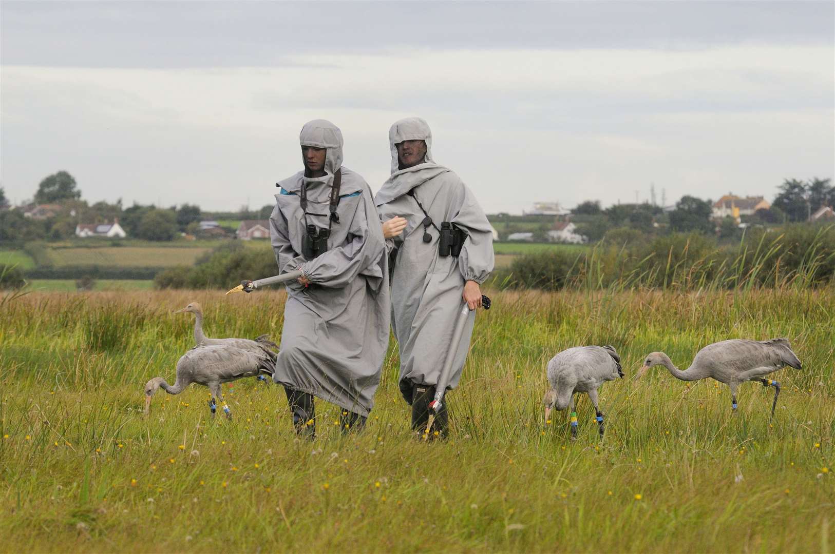 Newly released young cranes following their surrogate parents over the Somerset Levels and Moors as part of reintroduction scheme (Nick Upton/RSPB/PA)