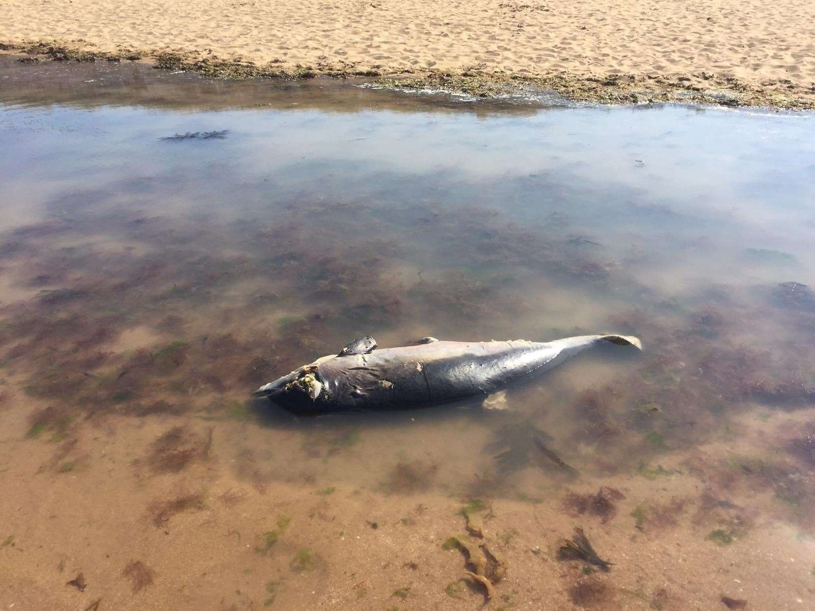 The porpoise was found washed up on the beach at Joss Bay (13680314)