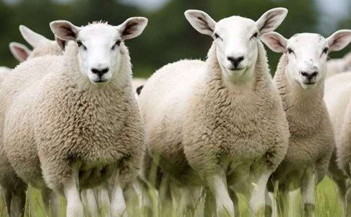 Eight sheep have been found dead in unexplained killings. Picture: Stock Image