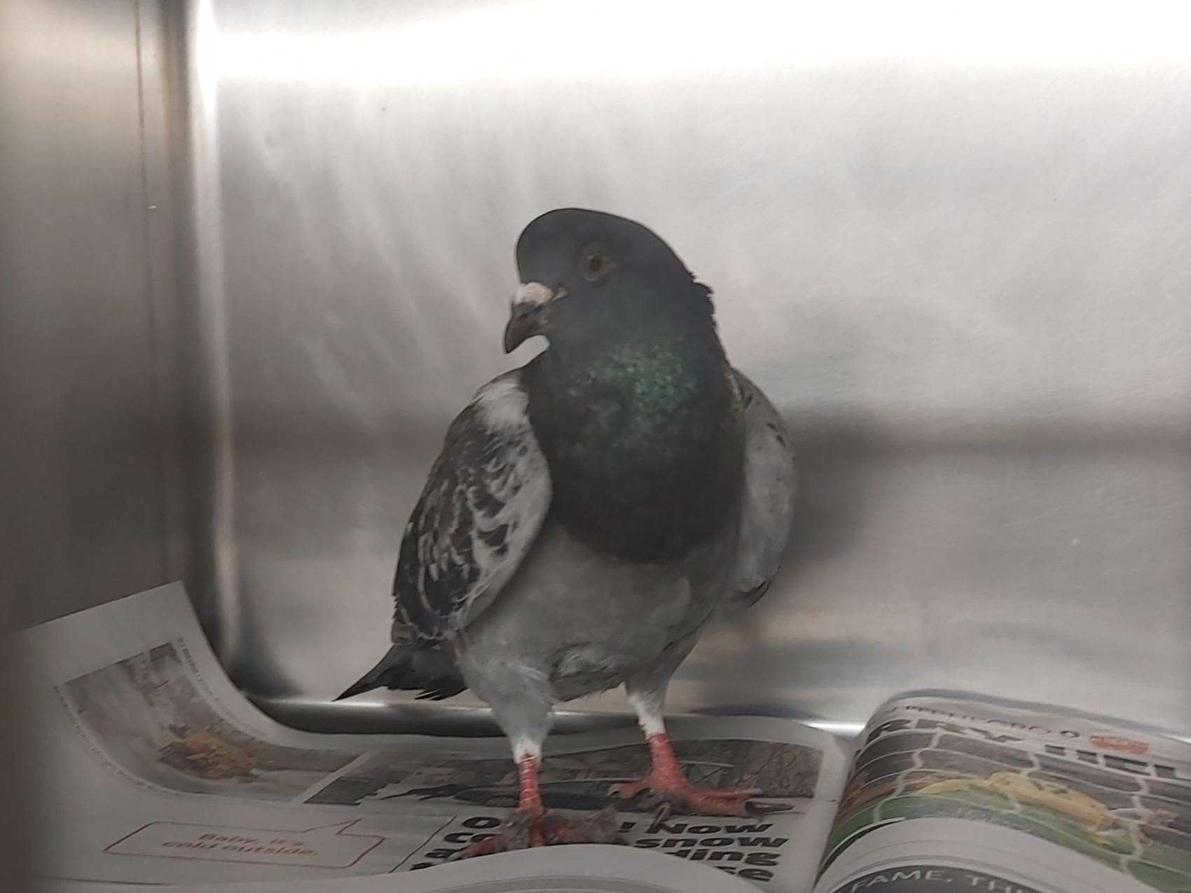 Paddy the pigeon was rescued after getting trapped in empty Debenhams